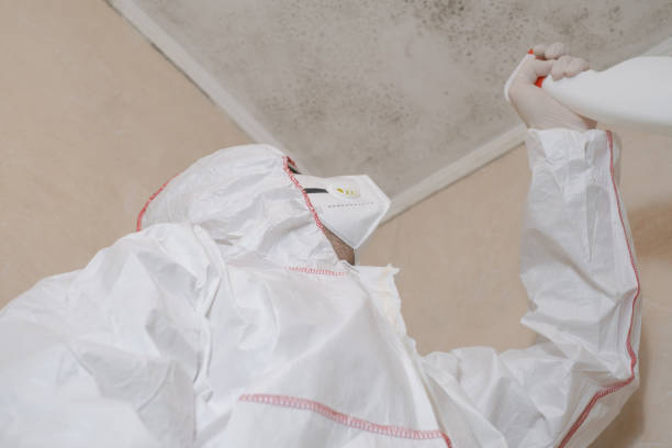 Best Basement Mold Remediation in Wilson, OK