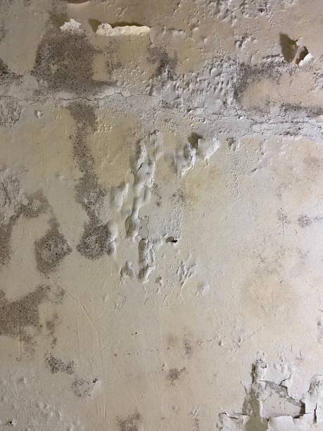 Best Mold Testing and Inspection Services in Wilson, OK