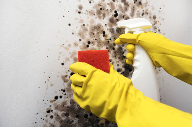Best Bathroom Mold Remediation in Wilson, OK
