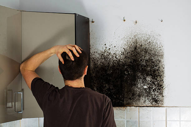 Best Emergency Mold Remediation in Wilson, OK