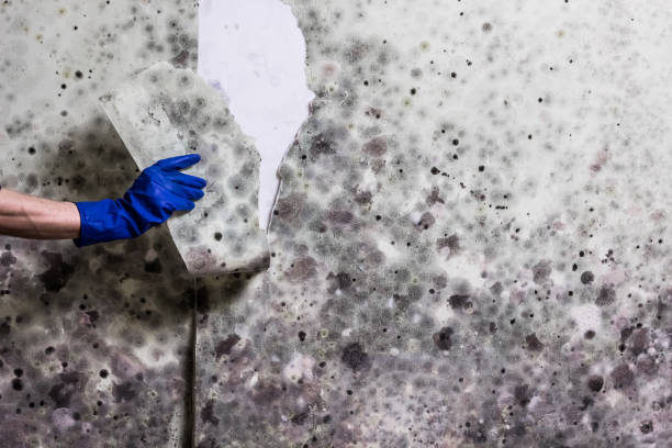 Best Mold Testing and Inspection Services in Wilson, OK