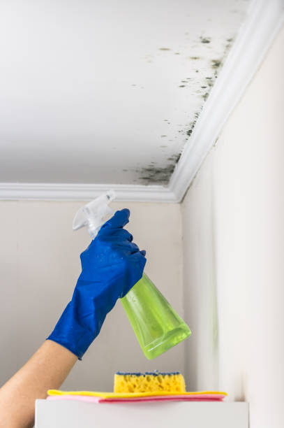 Best Residential Mold Remediation in Wilson, OK